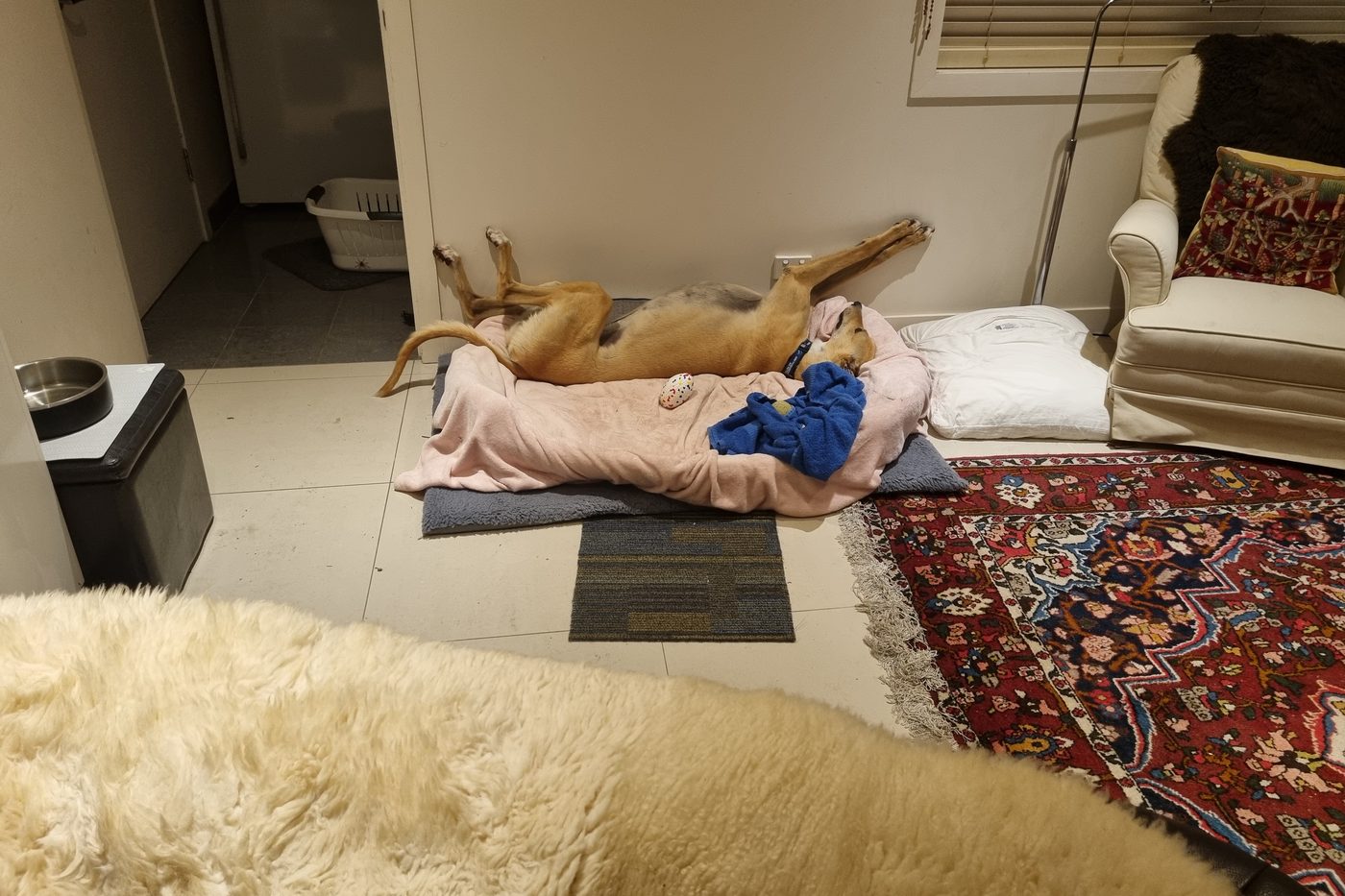 Jack asleep on his back, legs splayed in the classic greyhound position.