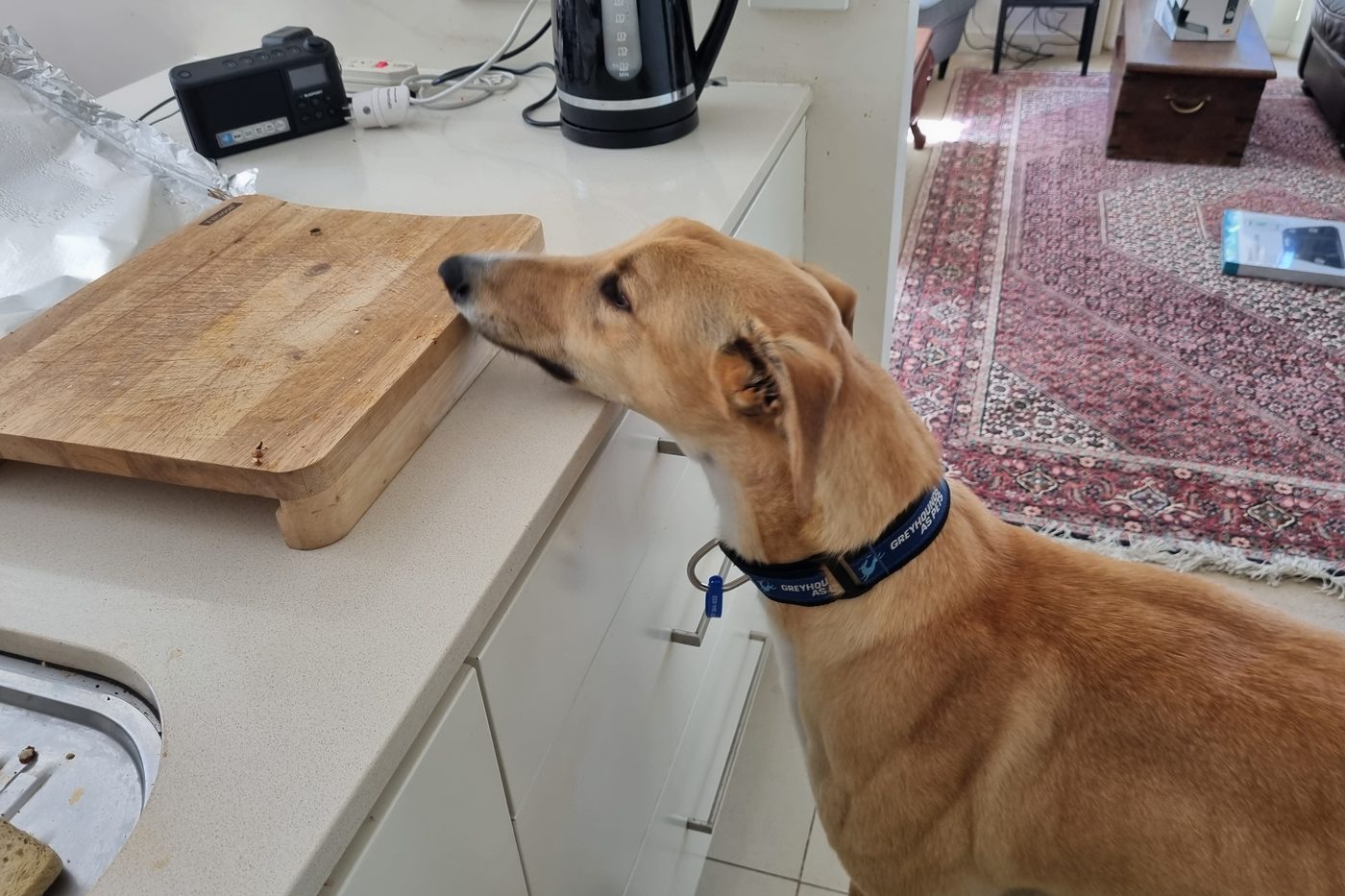 Jack inspecting a wooden cutting board on the kitchen counter.